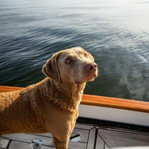 Chesapeake Bay Retriever de pie en un barco mirando hacia el horizonte.