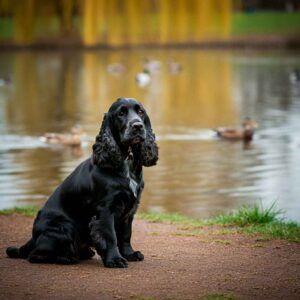 Cocker Spaniel Inglés 9 Cocker Spaniel negro junto a un lago con patos de fondo.