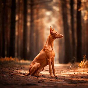Faraon Hound 2 Faraon Hound sentado en un bosque con luz de atardecer.