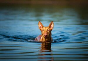 Faraon Hound 8 Faraon Hound nadando en un lago tranquilo.