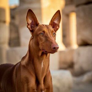 Faraon Hound 4 Faraon Hound en unas ruinas antiguas bajo el sol.