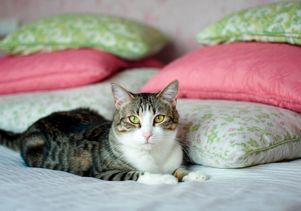 Europeo de pelo corto 6 Gato europeo de pelo corto descansando sobre una cama con almohadas coloridas.