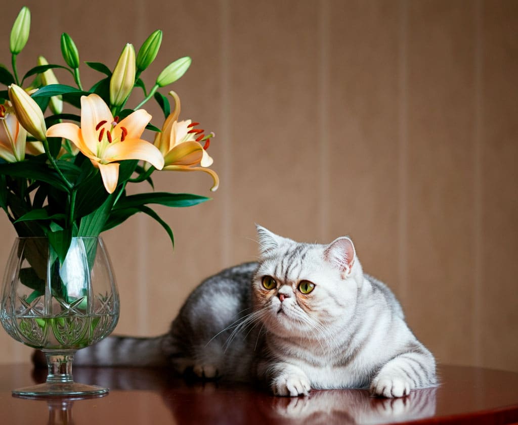 Gato exótico 3 Gato exótico gris junto a un florero con lirios amarillos.