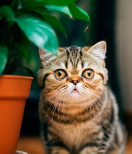 Gato exótico 4 Gato exótico junto a una planta en maceta, mirando curiosamente.