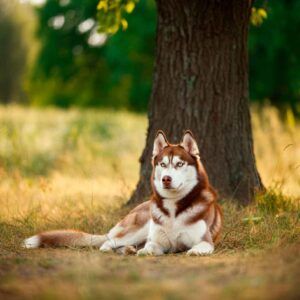 Husky Siberiano 5 Husky siberiano marrón y blanco descansando debajo de un árbol.