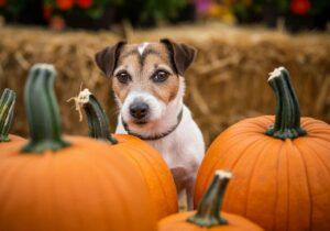 Jack Russell Terrier 2 Jack Russell Terrier entre calabazas en un campo decorado para el otoño.