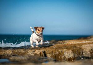 Jack Russell Terrier 6 Jack Russell Terrier corriendo junto al mar sobre las rocas.
