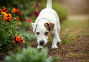 Jack Russell Terrier 5 Jack Russell Terrier explorando y olfateando flores en el jardín.