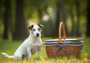 Jack Russell Terrier 10 Jack Russell Terrier sentado junto a una cesta de picnic en el parque.