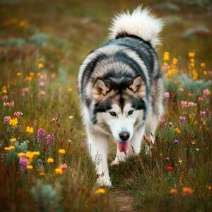 Malamute de Alaska 5 Malamute de Alaska caminando entre flores silvestres en una pradera.