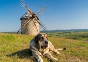 Mastín Español 5 Mastín Español tumbado en una pradera con un molino de viento de fondo.