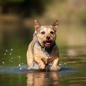 Norwich Terrier 8 Norwich Terrier jugando en el agua.
