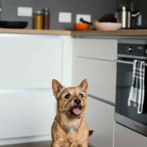 Norwich Terrier 9 Norwich Terrier sonriente en una cocina moderna.