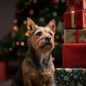 Norwich Terrier 2 Norwich Terrier sentado junto a regalos navideños.