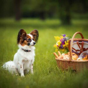 Papillon sentado junto a una cesta de picnic en un campo verde.