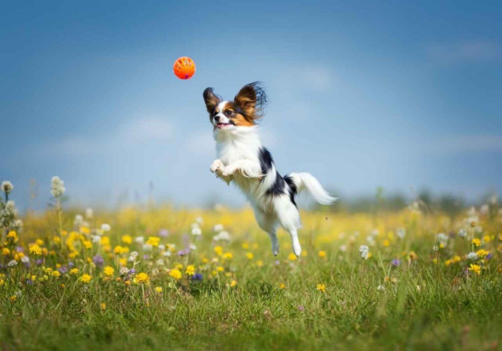 Papillon saltando para atrapar una pelota naranja en un campo lleno de flores.