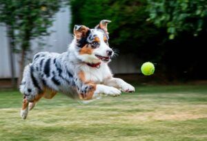 Pastor australiano jugando con una pelota de tenis