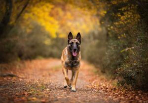 Pastor Belga Malinois caminando por un sendero en el bosque en otoño.