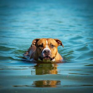 Staffordshire Terrier americano 8 American Staffordshire Terrier nadando en el agua.