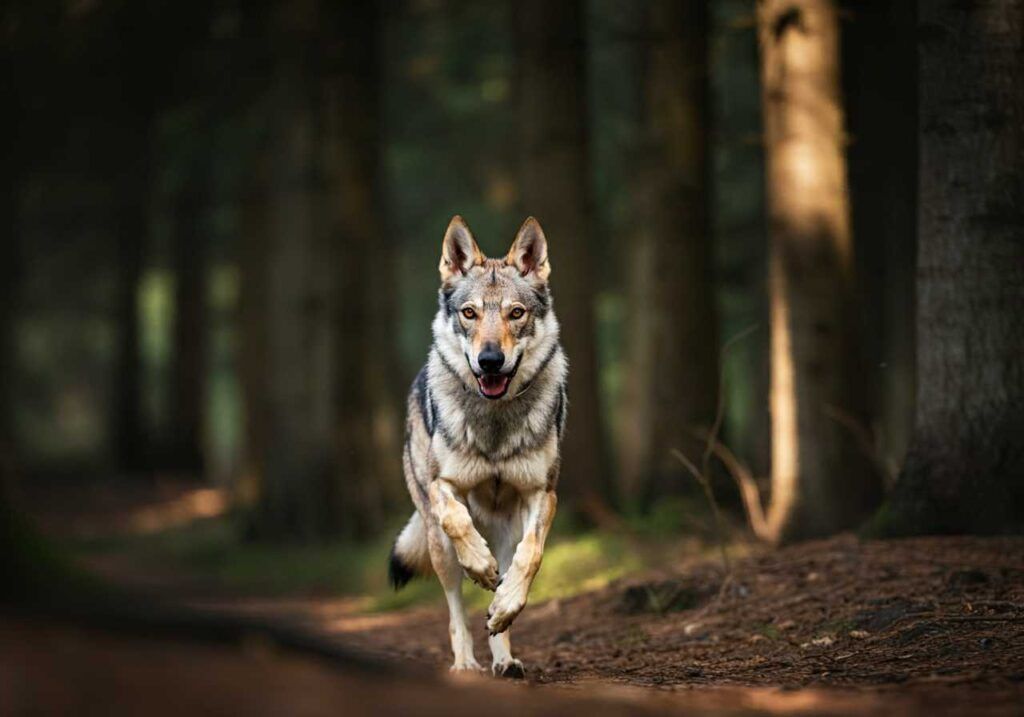 Perro lobo Checoslovaco 1 Perro lobo checoslovaco trotando por un sendero forestal.