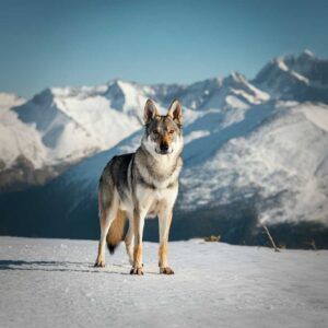 Perro lobo Checoslovaco 9 Perro lobo checoslovaco parado sobre nieve con montañas de fondo.