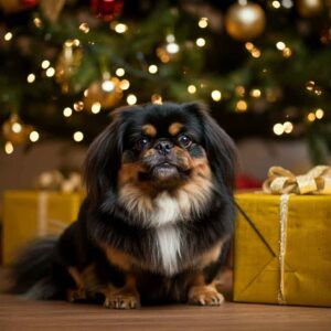 Pequinés negro con decoraciones navideñas y regalos.