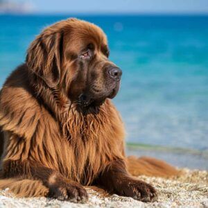 Perro Terranova marrón tumbado en una playa con el mar al fondo.