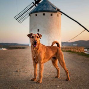 Terrier Irlandés 8 Terrier irlandés posando cerca de un molino de viento al atardecer.
