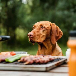 Perro Vizsla observando una barbacoa en el exterior.