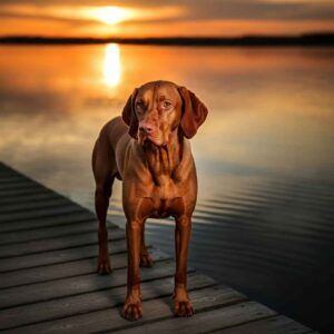 Perro Vizsla de pie sobre un muelle durante la puesta de sol.