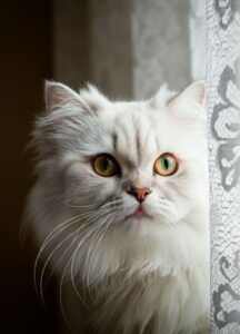 Gato persa 4 Gato persa blanco con ojos verdes, asomándose detrás de una cortina.