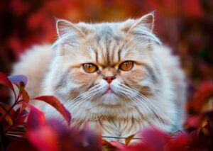 Gato persa 8 Gato persa rodeado de hojas de color rojo y naranja en otoño.