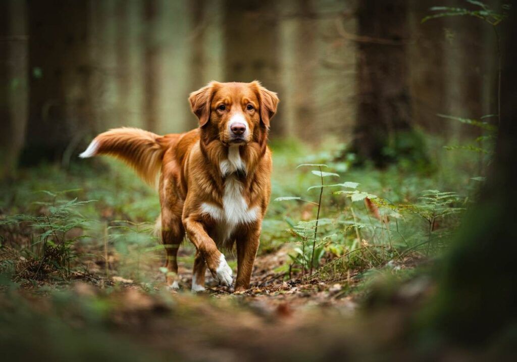 Retriever de Nueva Escocia caminando por un bosque tranquilo.