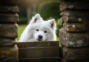 Perro Samoyedo asomándose curiosamente por una cerca de madera.