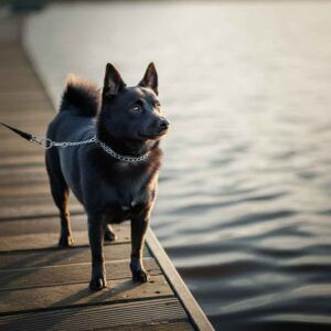 Schipperke 4 Un Schipperke negro paseando en un muelle al atardecer.