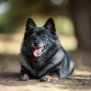 Schipperke 8 Un Schipperke negro recostado en el suelo con una expresión relajada.