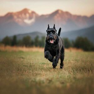 Schnauzer Gigante 2 Schnauzer gigante corriendo en un campo con montañas al fondo.