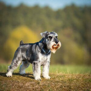 Schnauzer Miniatura 4 Schnauzer Miniatura de pie en un campo verde.