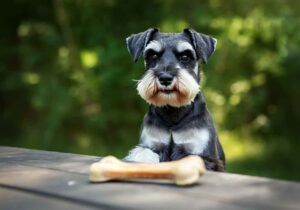 Schnauzer Miniatura 8 Schnauzer Miniatura mirando un hueso sobre una mesa.