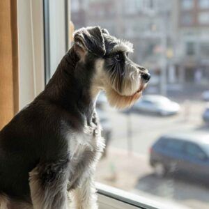 Schnauzer Miniatura 10 Schnauzer Miniatura mirando por la ventana en un entorno urbano.