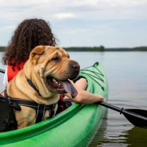 Shar Pei 7 Perro Sharpei en un kayak en un lago junto a su dueño.