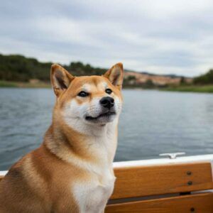 Shiba Inu 8 Shiba Inu en una barca, navegando en un lago con un paisaje natural de fondo.