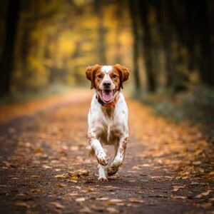 Spaniel Bretón 2 Spaniel Bretón corriendo por un sendero en el bosque en otoño.