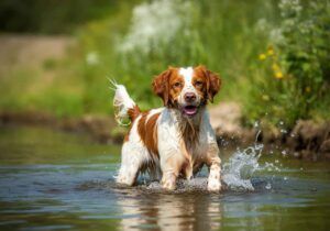 Spaniel Bretón 5 Spaniel Bretón salpicando agua en un río al aire libre.