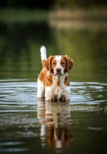 Spaniel Bretón 9 Spaniel Bretón de pie en un río, rodeado de naturaleza.