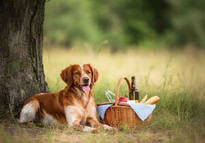Spaniel Bretón 8 Spaniel Bretón descansando junto a una cesta de picnic bajo un árbol.