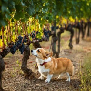 Welsh Corgi Pembroke inspeccionando uvas en un viñedo.