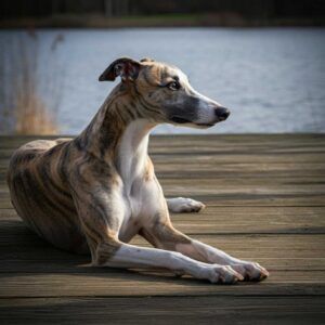 Whippet 2 Whippet recostado sobre un muelle junto a un lago.