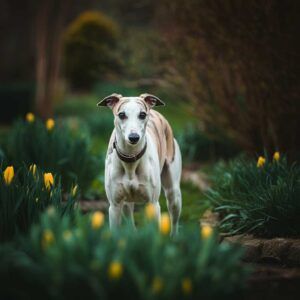 Whippet 9 Whippet en un jardín rodeado de flores amarillas.