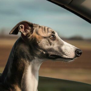 Whippet 5 Whippet mirando por la ventana de un coche en movimiento.